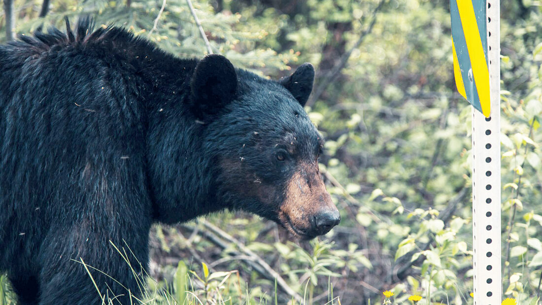 DNR reminds residents to help prevent humanbear conflicts News
